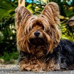 Что такое синдром кушинга у собак Заболевание коры надпочечников у собак