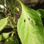 De viktigaste sjukdomarna och skadedjuren av växthuspeppar: hitta och neutralisera
