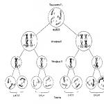 Законите на генетиката накратко.  Втори закон на Мендел.  Животът и научните изследвания на Грегор Йохан Мендел