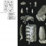Klass kalkhaltiga svampar (calcisponga)