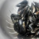 Musslor i tomat-vitlökssås Så lagar man musslor i tomatsås