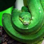Сонник приснилась зеленая змея