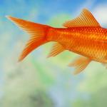 Златна рибка - тълкуване на съня от книгите за сънища