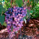 Как да си направите вино у дома от грозде