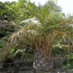 Саго - производство и свойства на палмов и изкуствен едрозърнест;  неговите ползи и вреди;  рецепти за готвене на каша (включително в бавна готварска печка)
