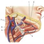 Topografi av halsens anatomi.  Sidotriangel i halsen.  Klassificering av nackens fascia enligt V.N.  Shevkunenko