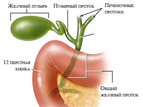 Tanani Olib Tashlashda O T Pufagi Funktsiyasi O T Pufagi